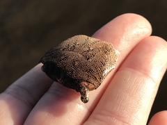 Metopograpsus thukuhar