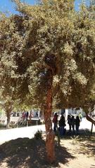 Magnoliopsida