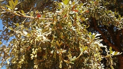 Magnoliopsida