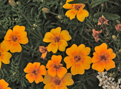 Tagetes lunulata