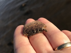 Metopograpsus thukuhar