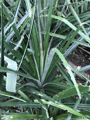 Ananas comosus bracteatus