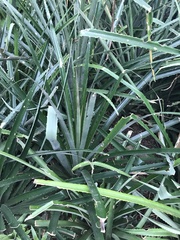 Ananas comosus bracteatus
