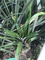 Ananas comosus bracteatus