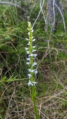 Platanthera dilatata