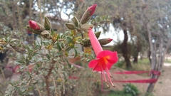 Cantua buxifolia