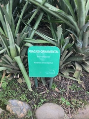 Ananas comosus bracteatus