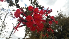 Cantua buxifolia