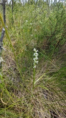 Platanthera dilatata