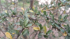 Cantua buxifolia