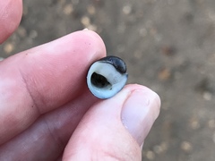 Neripteron neglectum