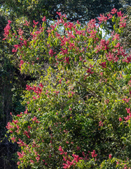 Triplaris americana
