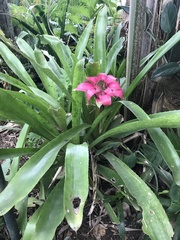 Canistrum cyathiforme