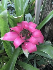 Canistrum cyathiforme