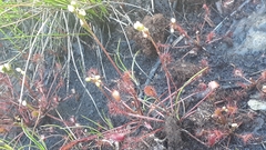 Drosera intermedia
