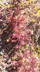 Drosera intermedia