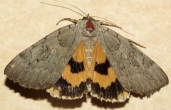 Catocala illecta