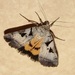 Whitney's Underwing - Photo (c) cranetrust, some rights reserved (CC BY-NC)