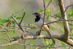 Black-Chested Sparrow photo 4