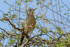 Lesser Roadrunner photo 3