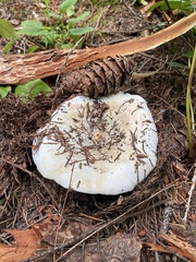 Russula brevipes acrior