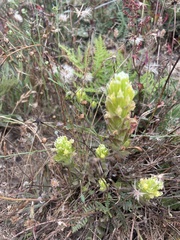 Castilleja ambigua