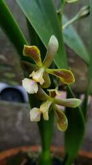 Encyclia patens