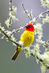 Piranga rubriceps