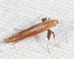 Caloptilia invariabilis