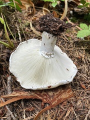 Russula brevipes acrior