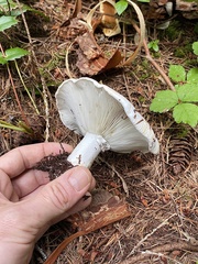 Russula brevipes acrior
