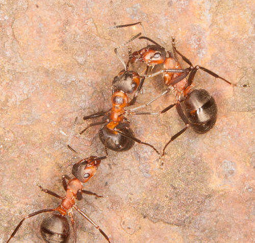 Formica polyctena × rufa