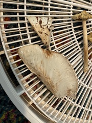 Russula brevipes acrior