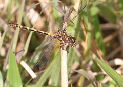 Progomphus alachuensis