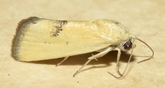 Ponometia tortricina