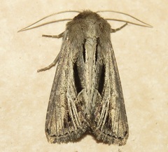 Resapamea stipata