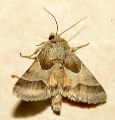 Schinia jaguarina