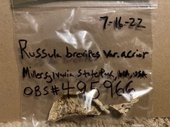 Russula brevipes acrior