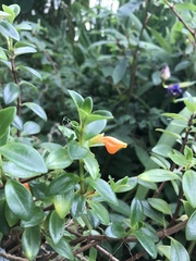 Nematanthus wettsteinii