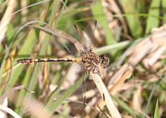 Progomphus alachuensis