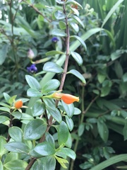 Nematanthus wettsteinii