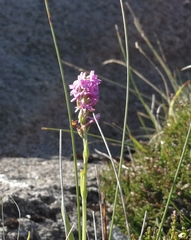 Gymnadenia borealis