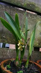 Encyclia patens
