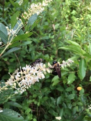 Dielis plumipes