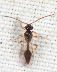 Aclista