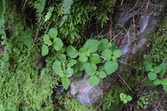 Peperomia hispiduliformis