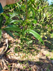 Cabobanthus polysphaerus