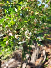 Cabobanthus polysphaerus