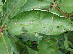 Phyllosticta parthenocissi