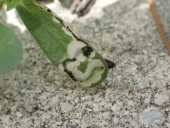 Schizocerella pilicornis